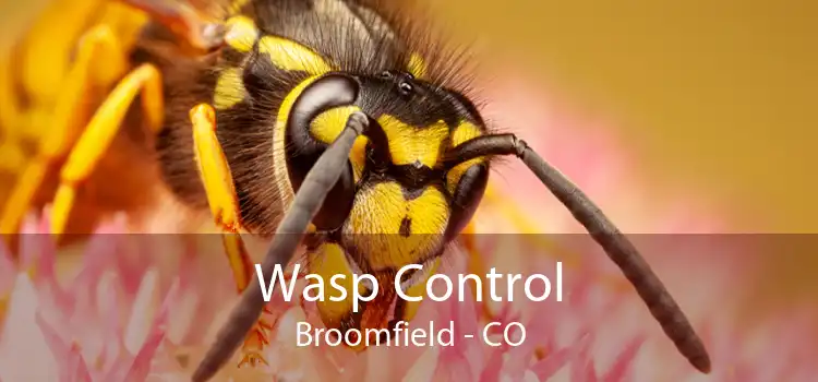 Wasp Control Broomfield - CO