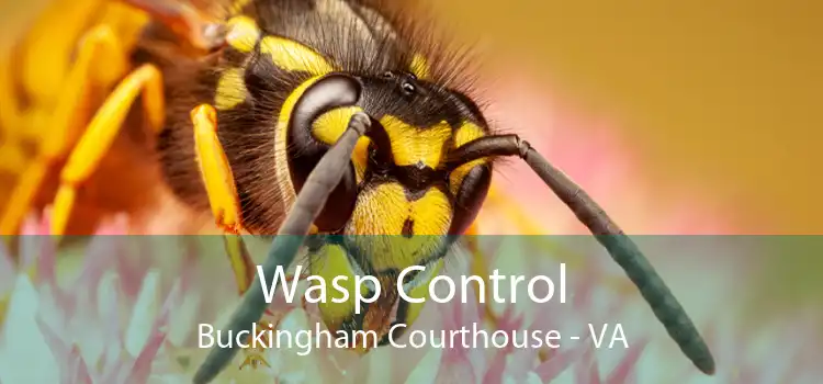 Wasp Control Buckingham Courthouse - VA