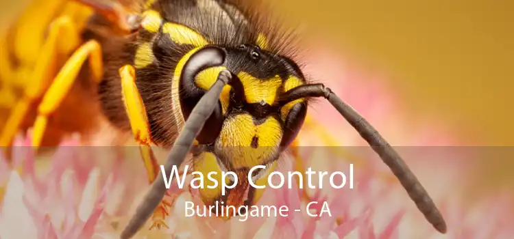 Wasp Control Burlingame - CA