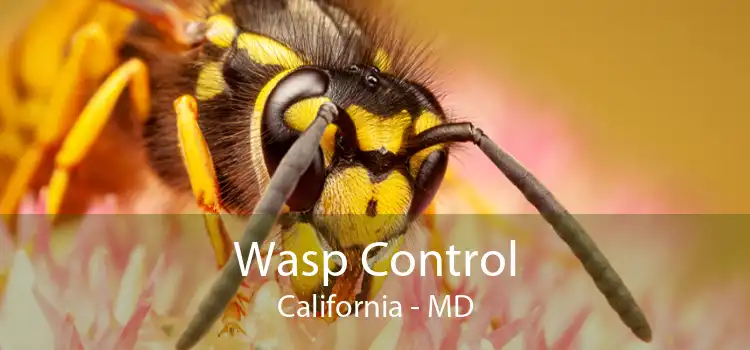 Wasp Control California - MD