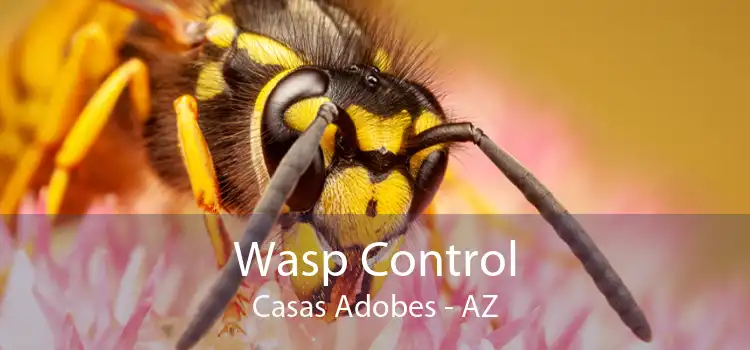 Wasp Control Casas Adobes - AZ