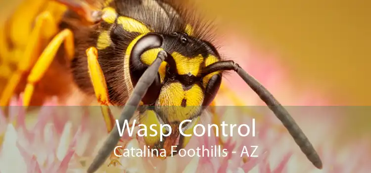 Wasp Control Catalina Foothills - AZ