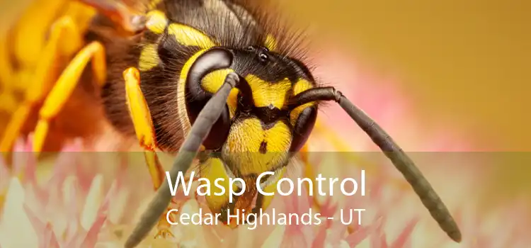 Wasp Control Cedar Highlands - UT