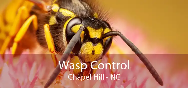 Wasp Control Chapel Hill - NC