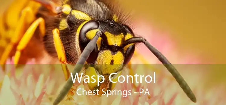 Wasp Control Chest Springs - PA