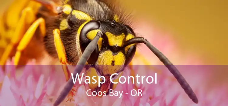 Wasp Control Coos Bay - OR