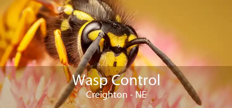 Wasp Control Creighton - NE