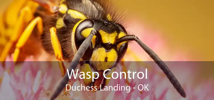 Wasp Control Duchess Landing - OK