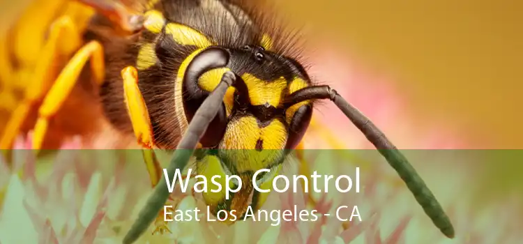 Wasp Control East Los Angeles - CA