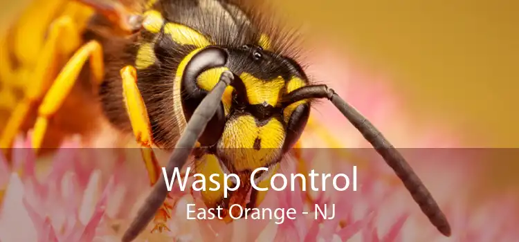 Wasp Control East Orange - NJ