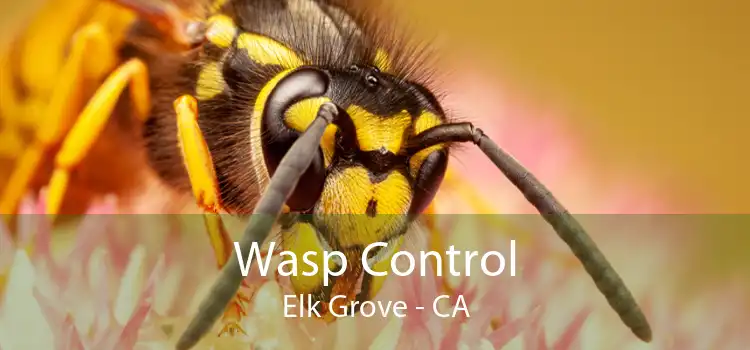 Wasp Control Elk Grove - CA