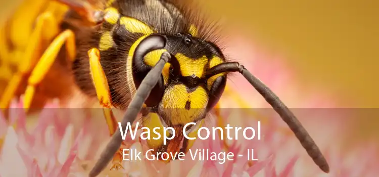 Wasp Control Elk Grove Village - IL