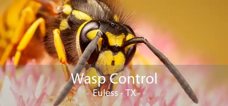 Wasp Control Euless - TX