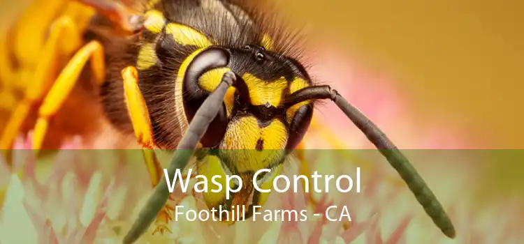 Wasp Control Foothill Farms - CA