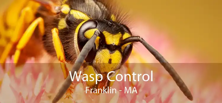 Wasp Control Franklin - MA