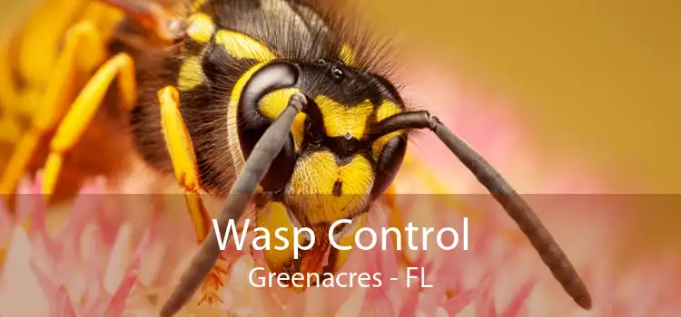 Wasp Control Greenacres - FL