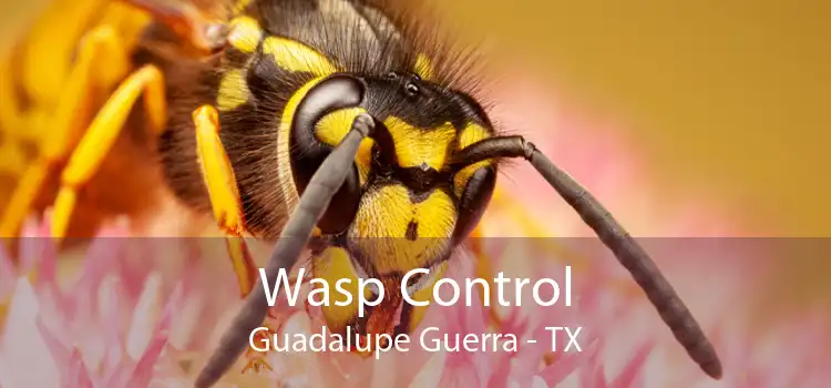 Wasp Control Guadalupe Guerra - TX