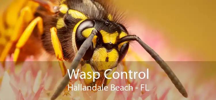 Wasp Control Hallandale Beach - FL