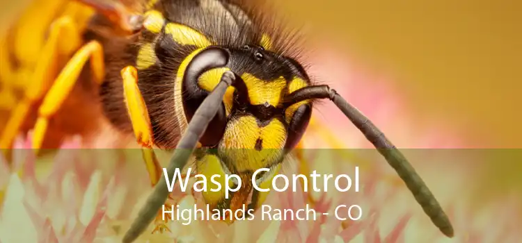 Wasp Control Highlands Ranch - CO