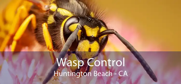 Wasp Control Huntington Beach - CA