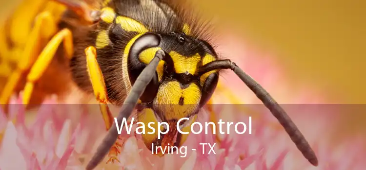 Wasp Control Irving - TX