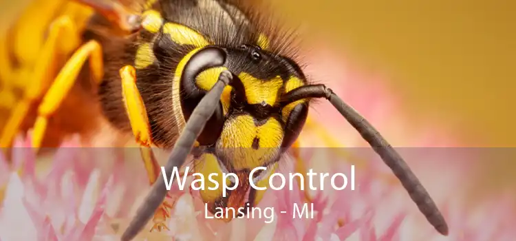 Wasp Control Lansing - MI