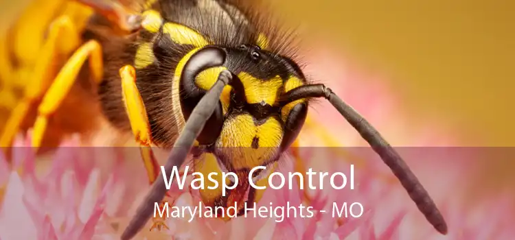 Wasp Control Maryland Heights - MO