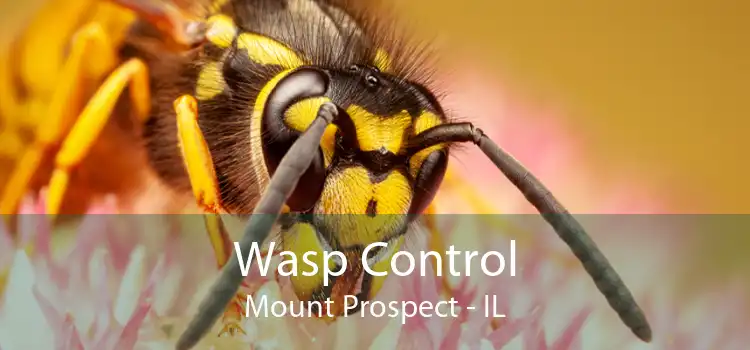 Wasp Control Mount Prospect - IL