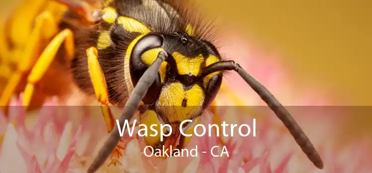 Wasp Control Oakland - CA