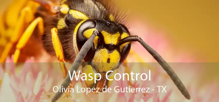 Wasp Control Olivia Lopez de Gutierrez - TX