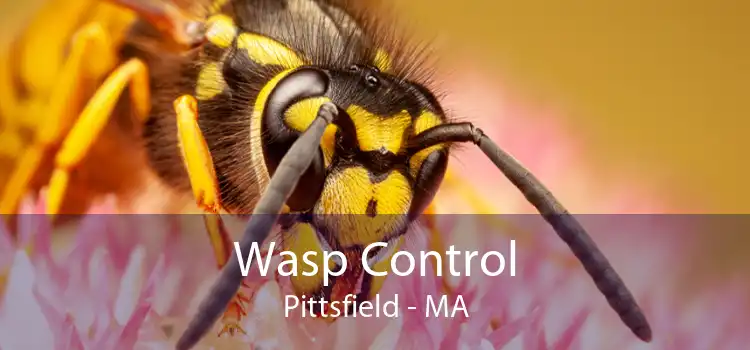 Wasp Control Pittsfield - MA