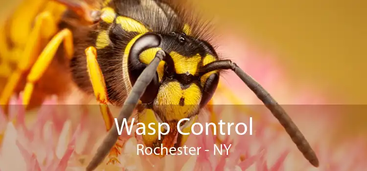 Wasp Control Rochester - NY