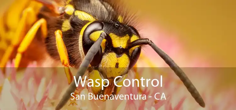 Wasp Control San Buenaventura - CA