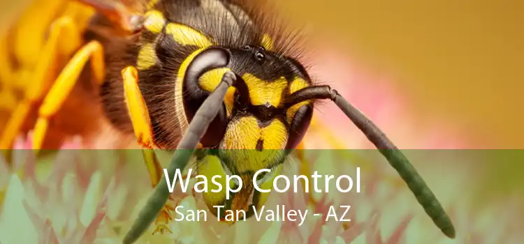 Wasp Control San Tan Valley - AZ