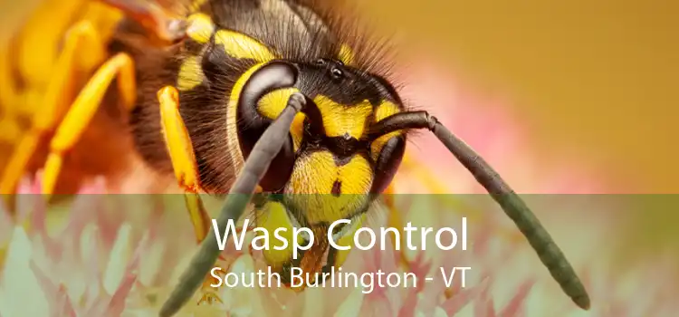 Wasp Control South Burlington - VT