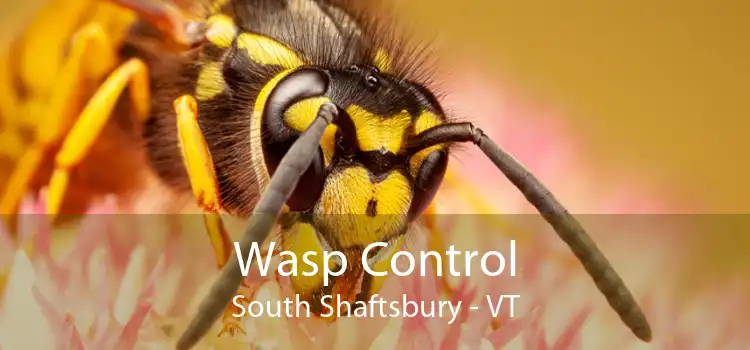 Wasp Control South Shaftsbury - VT