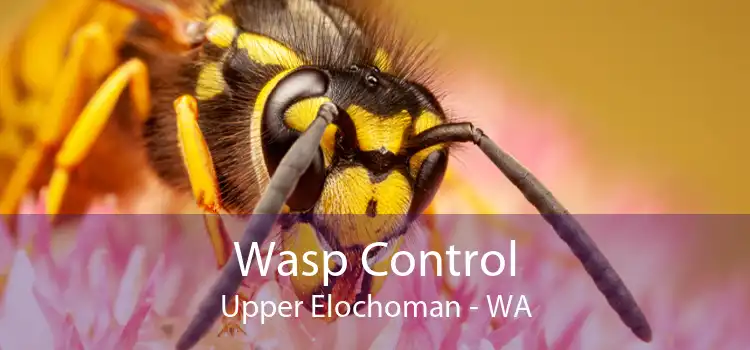 Wasp Control Upper Elochoman - WA