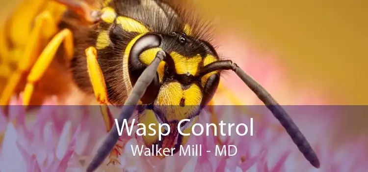 Wasp Control Walker Mill - MD