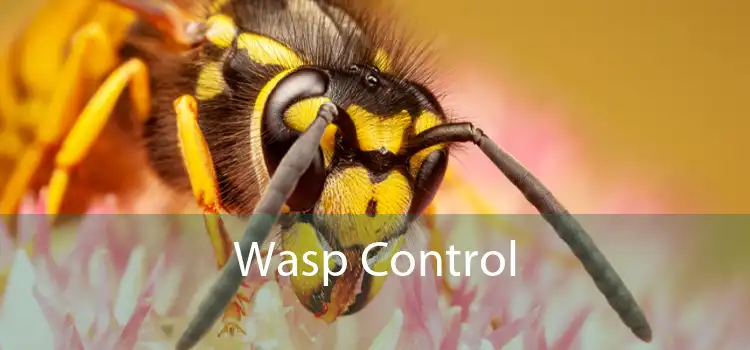 Wasp Control 