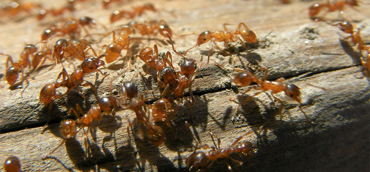 Ant Exterminator Cost in Quincy, IL