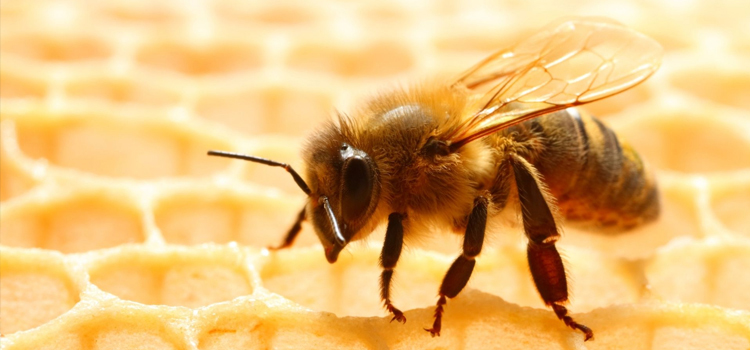 Bumble Bee Removal in Manassas, VA