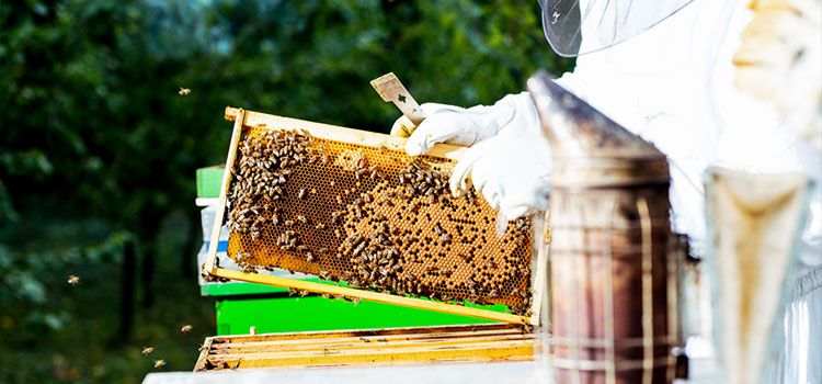 Decatur Bee Removal Service