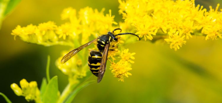 Wasp Control Services in Sigurd, UT