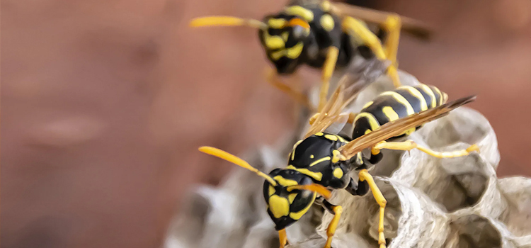 Springfield Wasp Pest Control